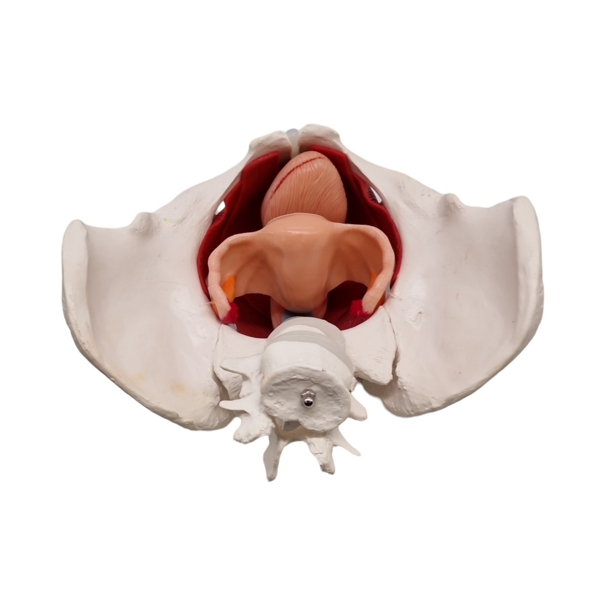 Anatomisches Modell weibliches Becken mit abnehmbaren Organen Uterus Vagina Ovary Blase Rektum