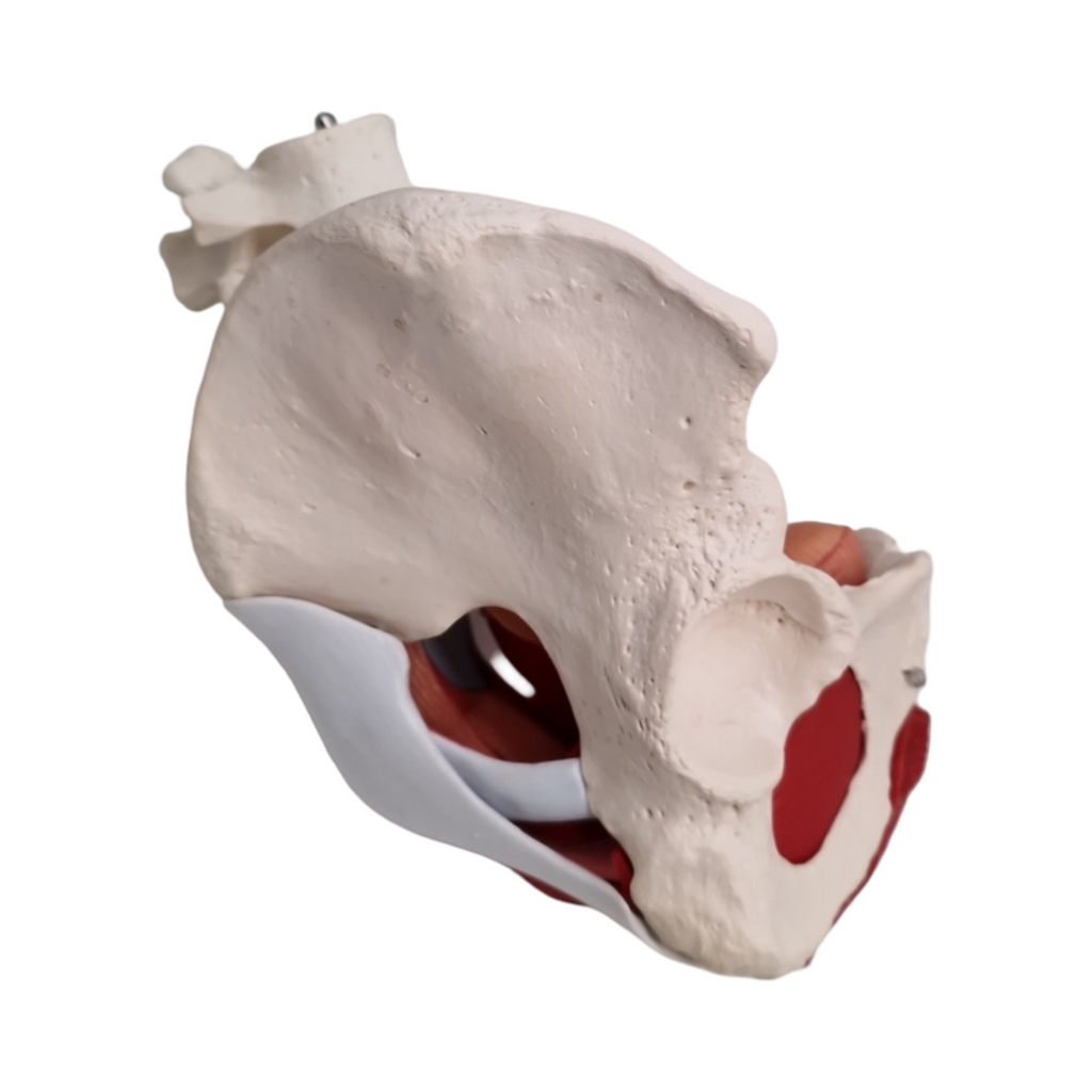 Anatomisches Modell weibliches Becken mit abnehmbaren Organen Uterus Vagina Ovary Blase Rektum