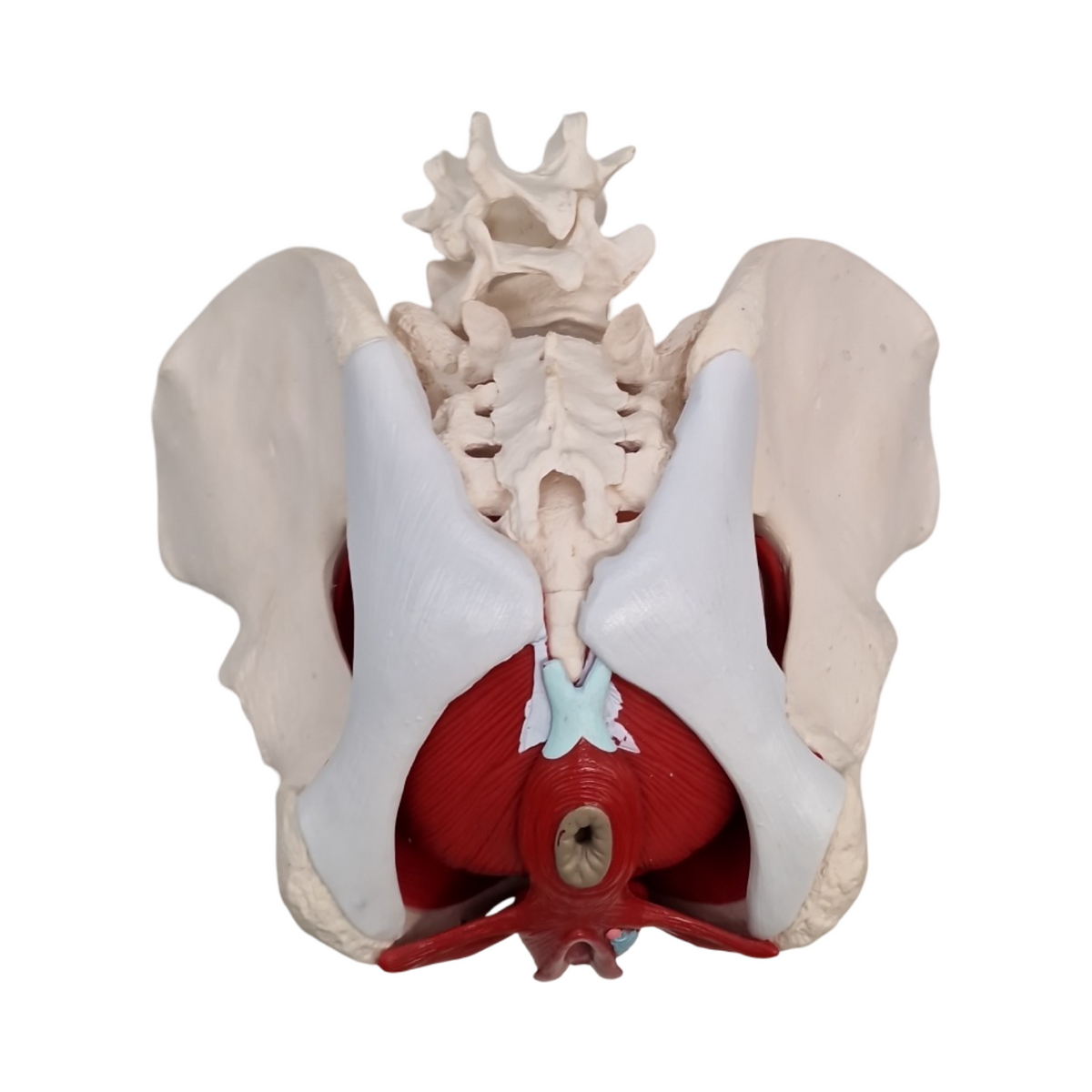 Anatomisches Modell weibliches Becken mit abnehmbaren Organen Uterus Vagina Ovary Blase Rektum
