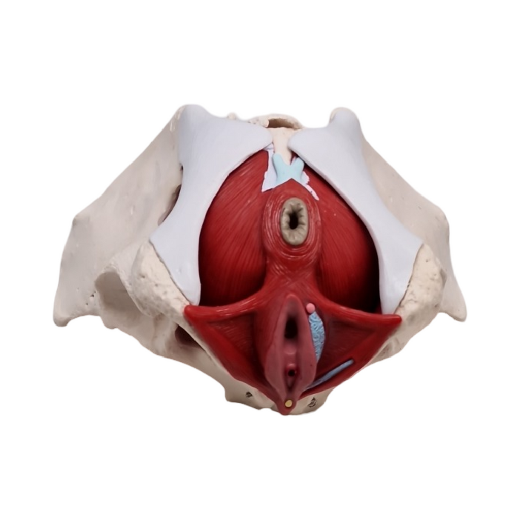 Anatomisches Modell weibliches Becken mit abnehmbaren Organen Uterus Vagina Ovary Blase Rektum