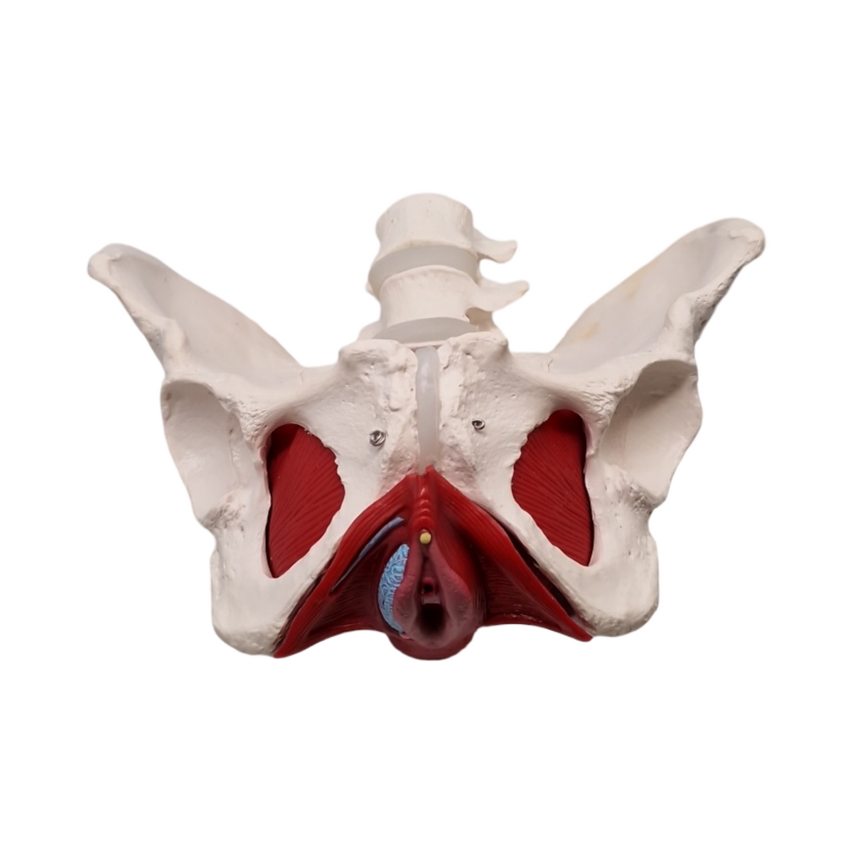 Anatomisches Modell weibliches Becken mit abnehmbaren Organen Uterus Vagina Ovary Blase Rektum