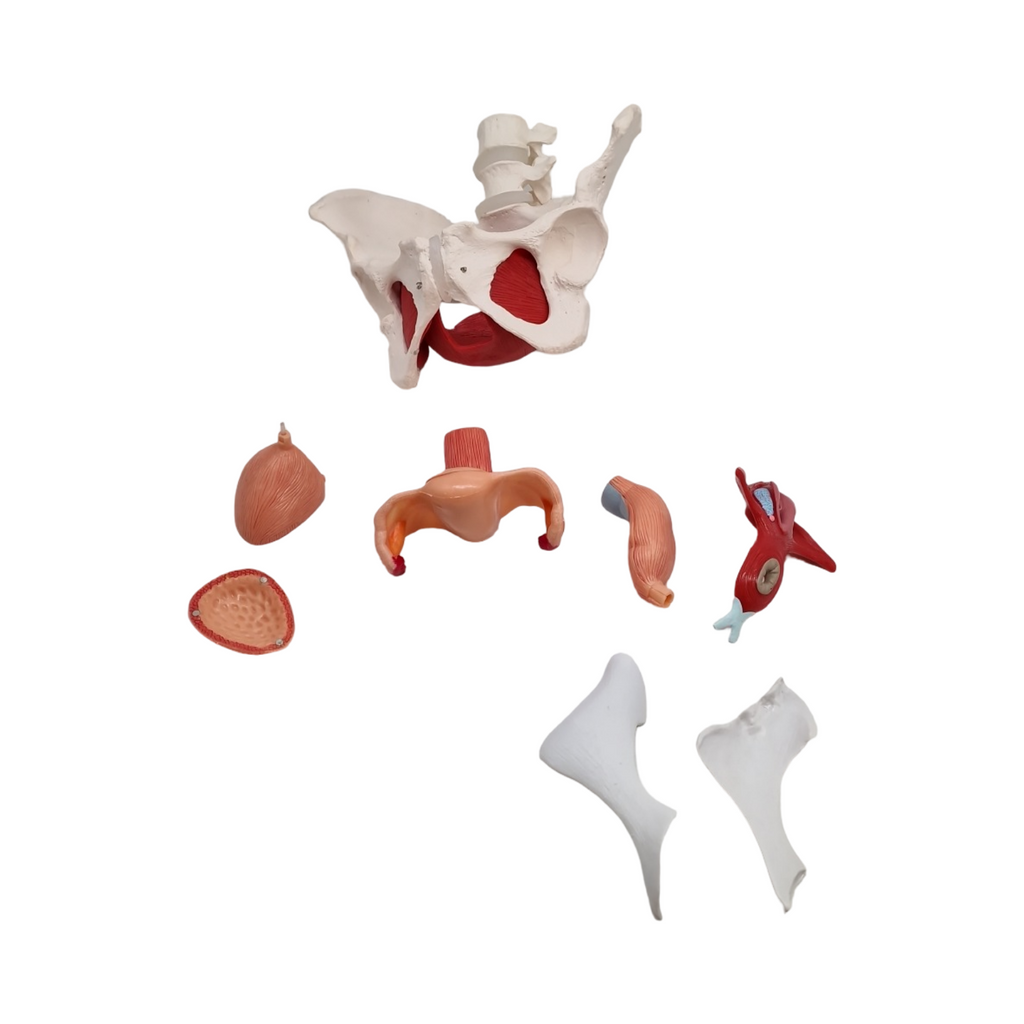Anatomisches Modell weibliches Becken mit abnehmbaren Organen Uterus Vagina Ovary Blase Rektum