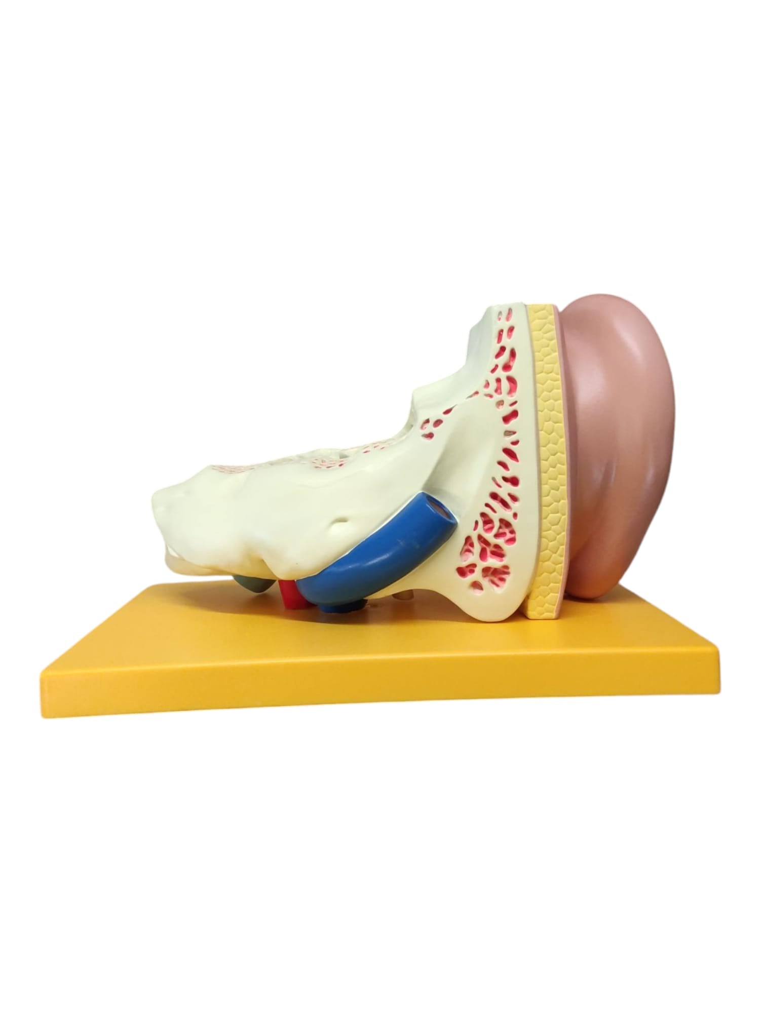 4-teiliges Anatomie Modell menschliches Ohr
