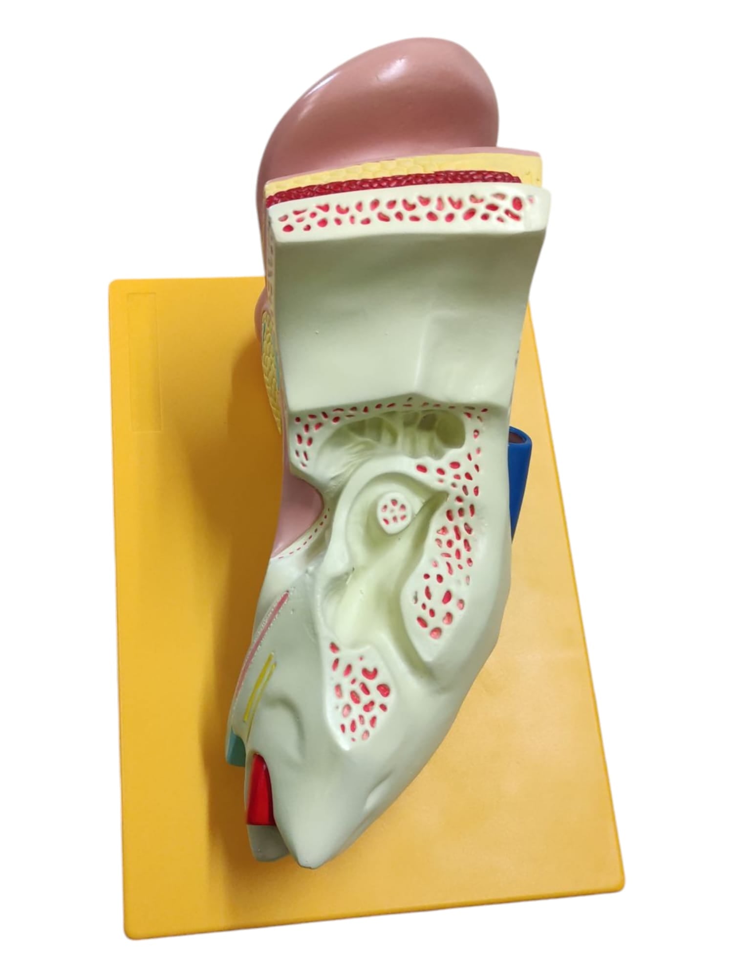 4-teiliges Anatomie Modell menschliches Ohr