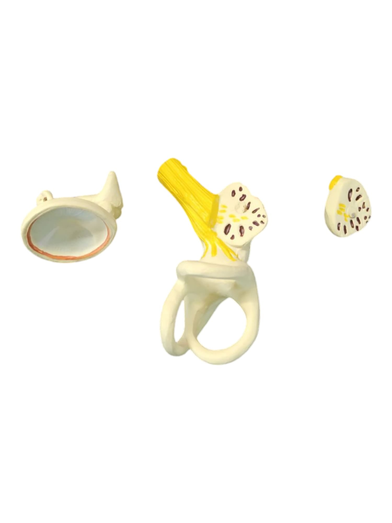 4-teiliges Anatomie Modell menschliches Ohr
