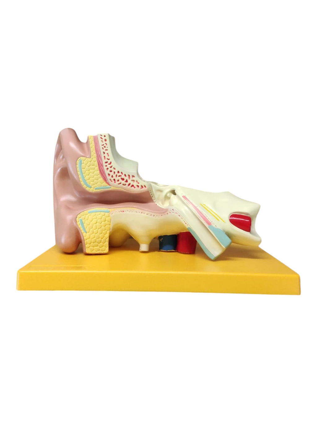 4-teiliges Anatomie Modell menschliches Ohr