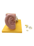 4-teiliges Anatomie Modell menschliches Ohr