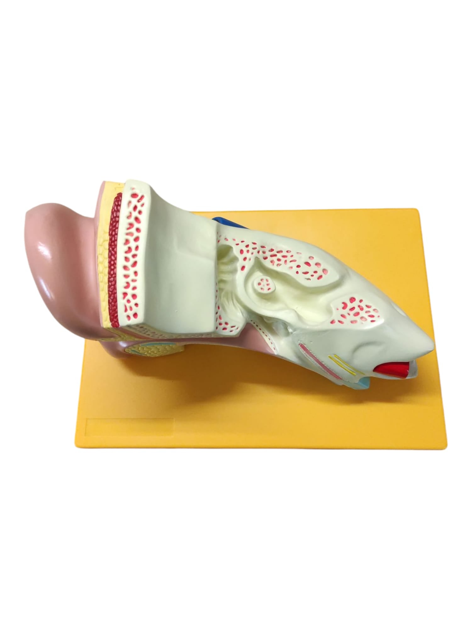 4-teiliges Anatomie Modell menschliches Ohr