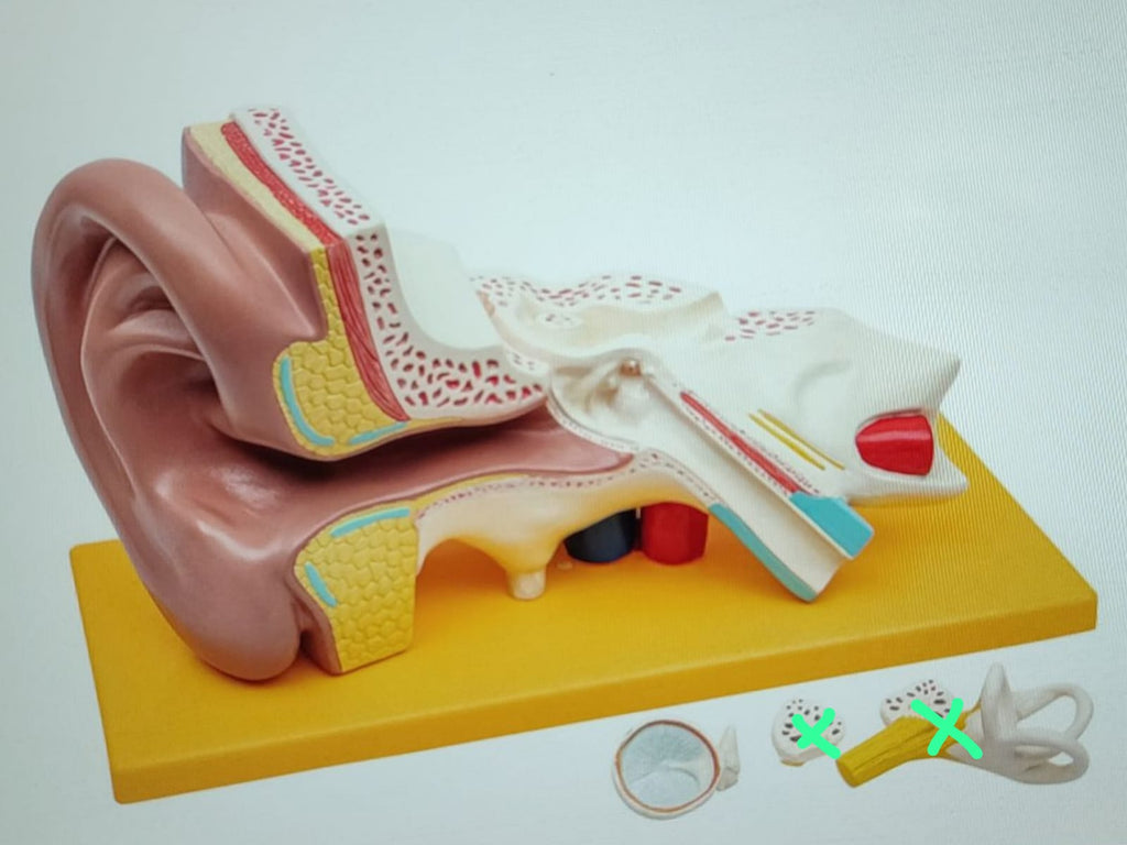 Grundlegende Anatomie Modell menschliches Ohr Anatomiemodell