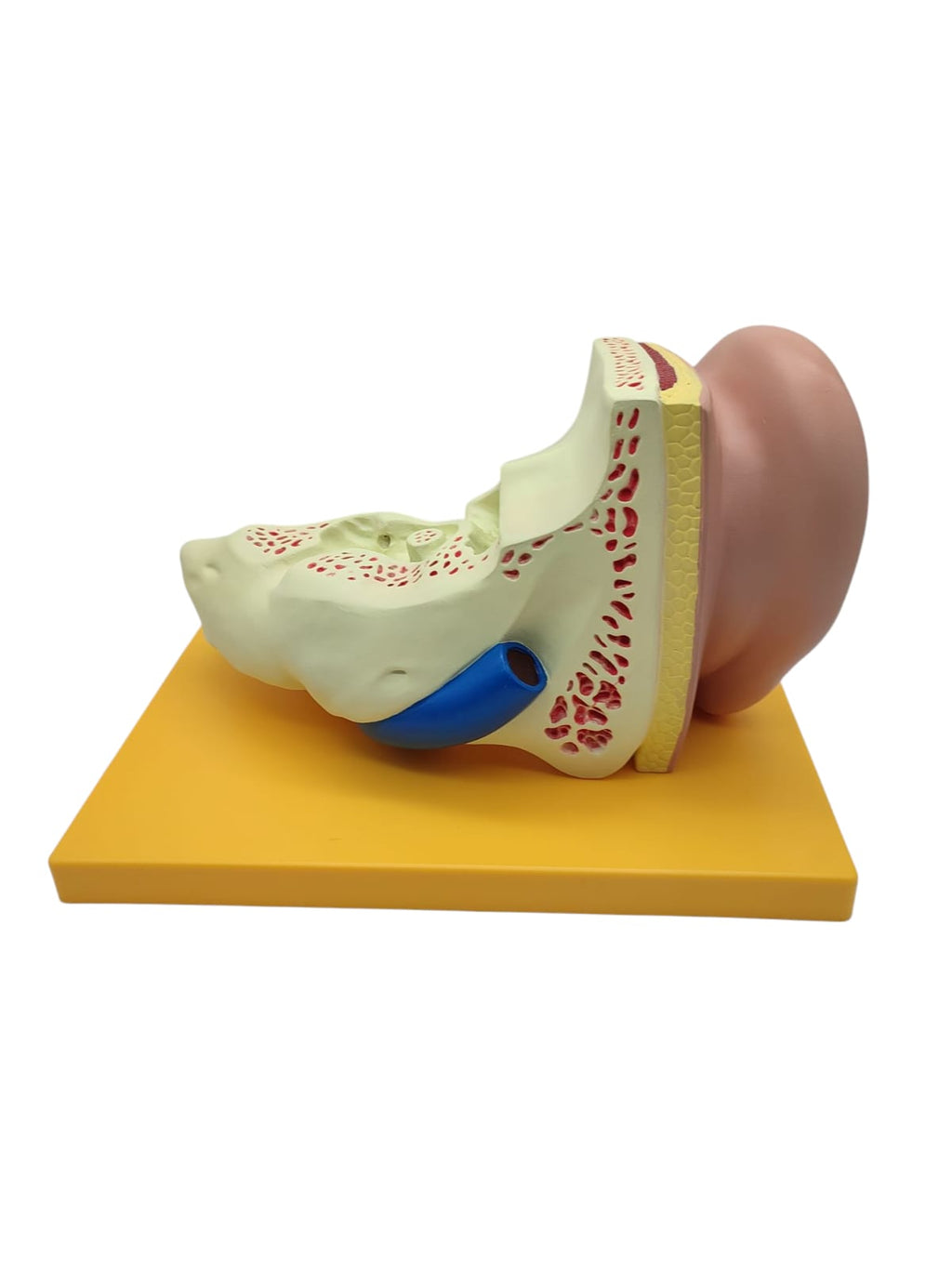 Grundlegende Anatomie Modell menschliches Ohr Anatomiemodell