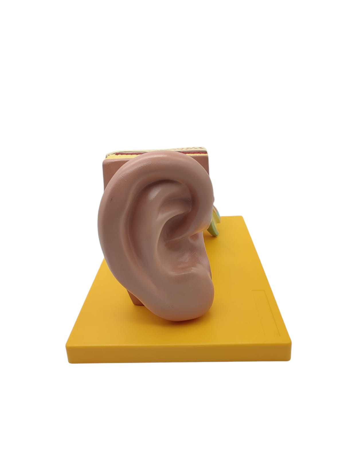 Grundlegende Anatomie Modell menschliches Ohr Anatomiemodell