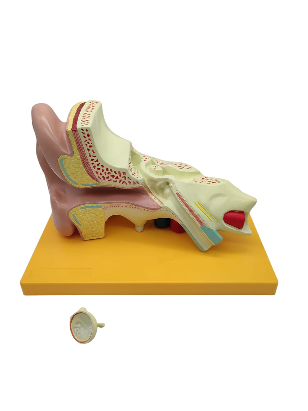 Grundlegende Anatomie Modell menschliches Ohr Anatomiemodell