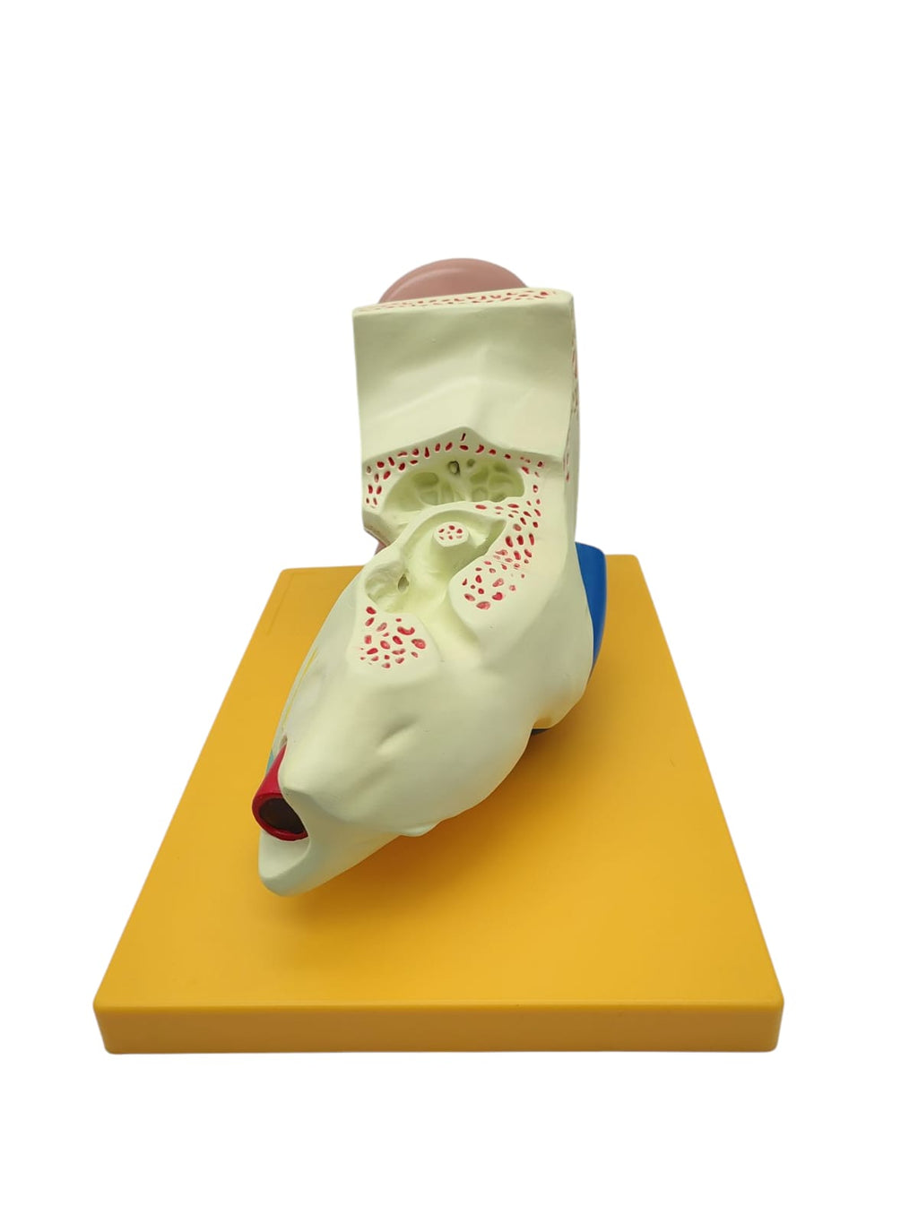 Grundlegende Anatomie Modell menschliches Ohr Anatomiemodell