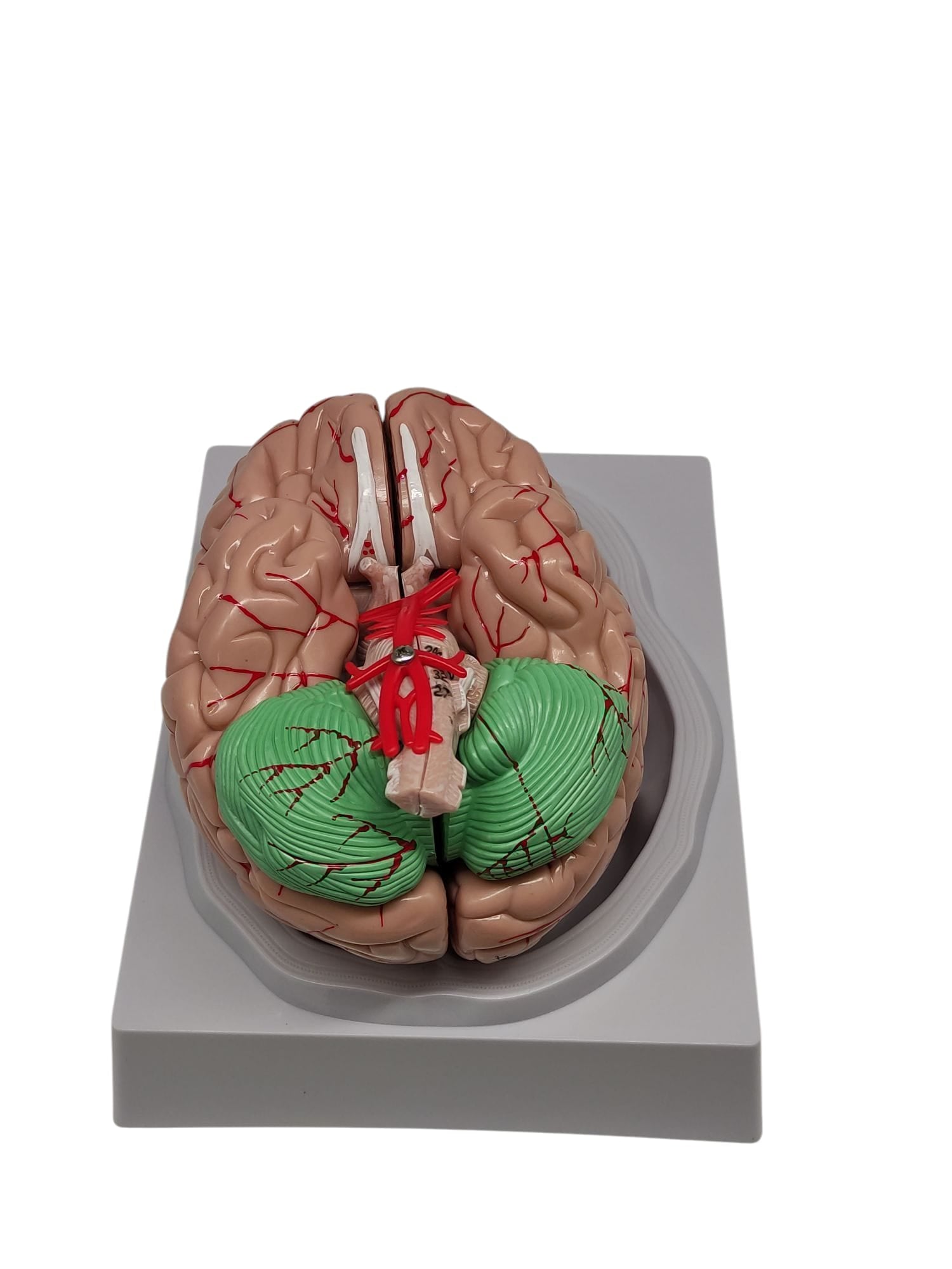 VEVOR Schädelmodell zerlegbar farbig Anatomie Ausbildung